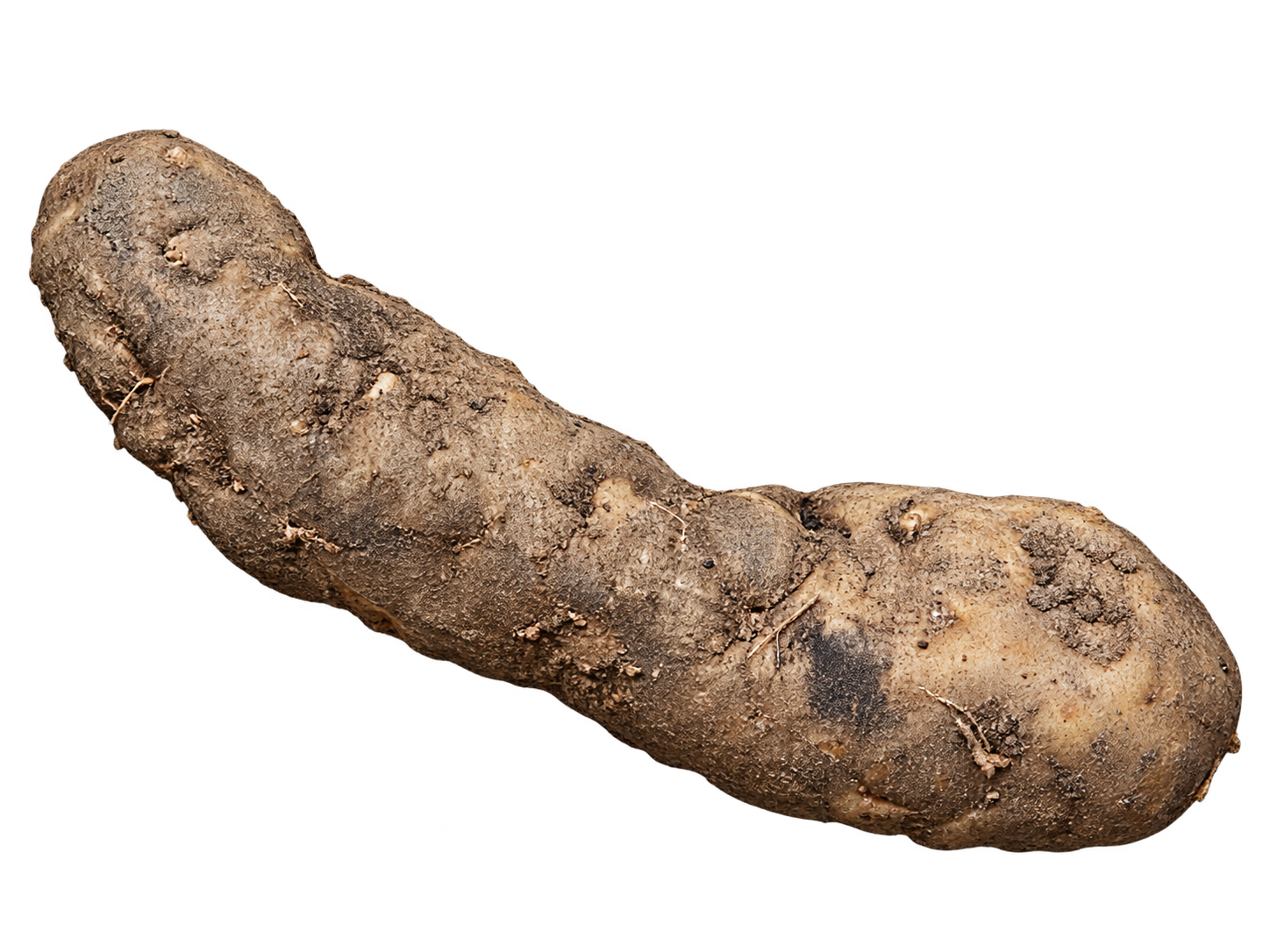 Een grillige, met aarde bedekte aardappel